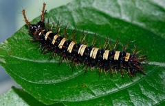 Protogoniomorpha parhassus