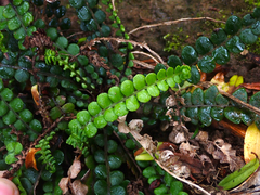 Blechnum blechnoides