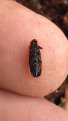 Dictyoptera aurora