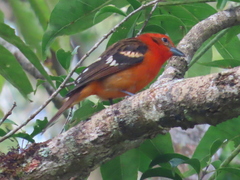 Piranga bidentata