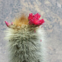 Trichocereeae