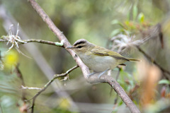 Vireo chivi