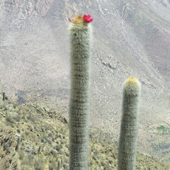 Trichocereus tarijensis