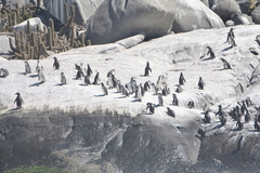 Spheniscus humboldti