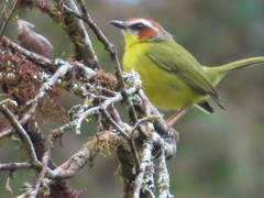 Basileuterus delattrii