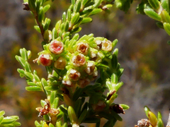 Erica serrata