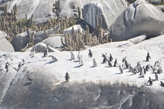 Spheniscus humboldti