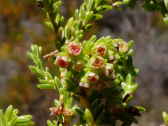 Erica serrata