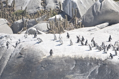 Spheniscus humboldti