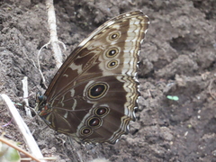 Morpho helenor