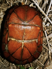 Kinosternon leucostomum