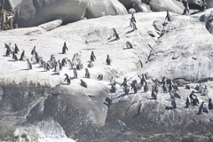 Spheniscus humboldti