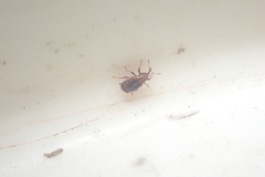 Peristoreus flavitarsis