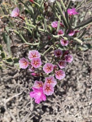 Limonium peregrinum