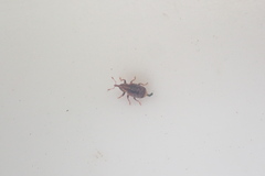 Peristoreus flavitarsis