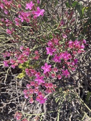 Limonium peregrinum