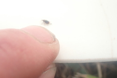 Peristoreus flavitarsis