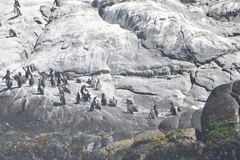 Spheniscus humboldti