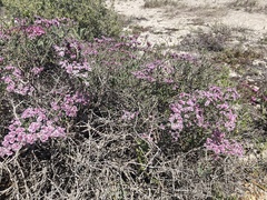 Limonium peregrinum