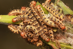 Yponomeuta morbillosus