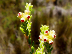 Erica tristis