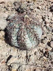 Echinocactus horizonthalonius