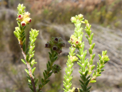 Erica tristis