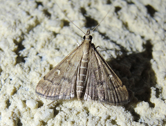 Dolicharthria punctalis