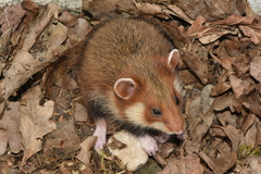 Cricetus cricetus