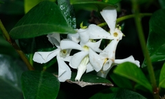 Trachelospermum