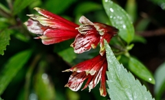 Alstroemeria