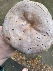 Lactarius argillaceifolius
