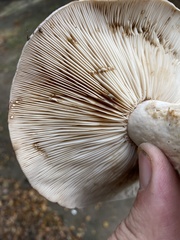 Lactarius argillaceifolius