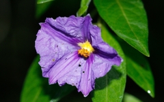 Lycianthes rantonnetii