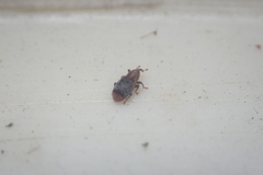 Peristoreus flavitarsis