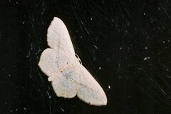 Scopula nigropunctata