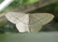 Scopula nigropunctata