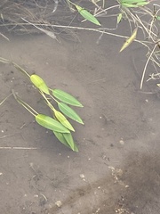 Potamogeton polygonifolius