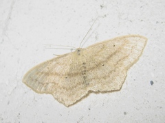Scopula nigropunctata