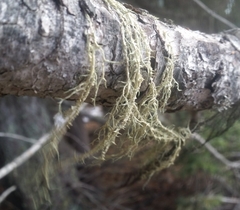 Evernia divaricata