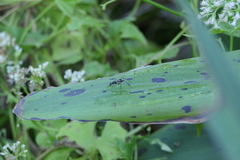 Taeniaptera trivittata