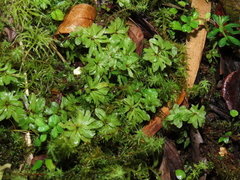 Rhodobryum