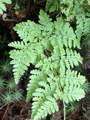 Dryopteris aemula