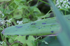 Taeniaptera trivittata