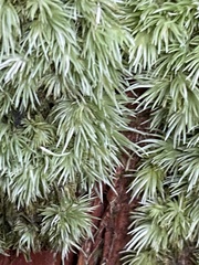Leucobryum juniperoideum