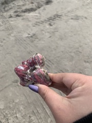Megabalanus