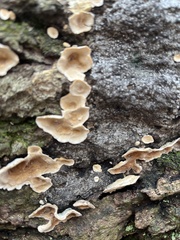 Aleurodiscus oakesii