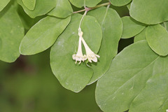 Lonicera utahensis