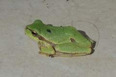 Hyla orientalis
