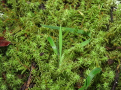 Leptodontium